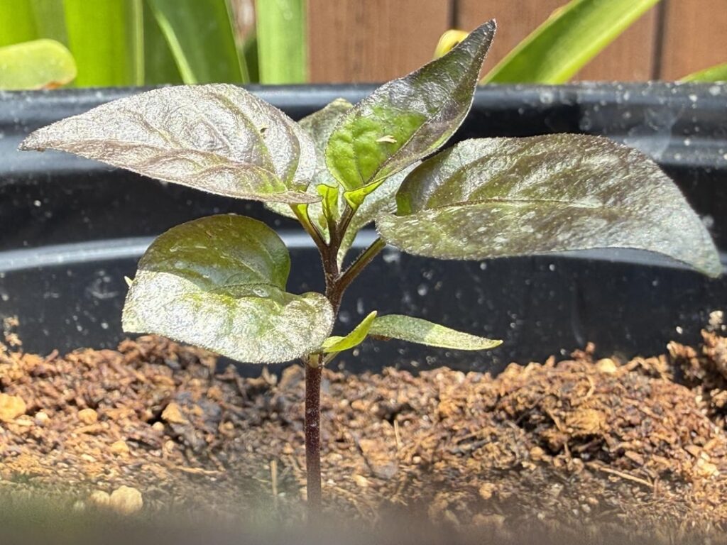 Purple reaper growing extremely slow. Normal?