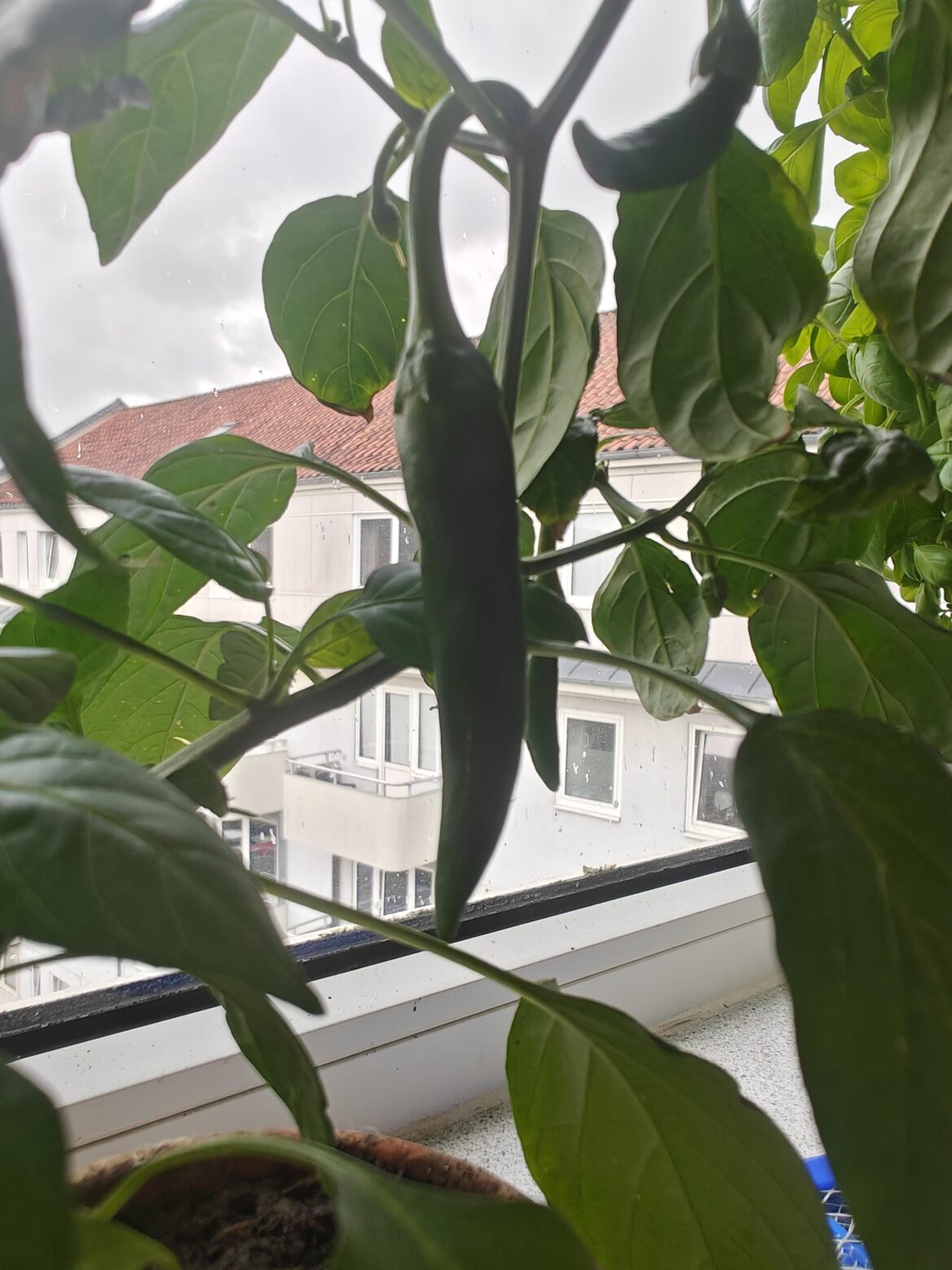 What sort of chili does this look like?