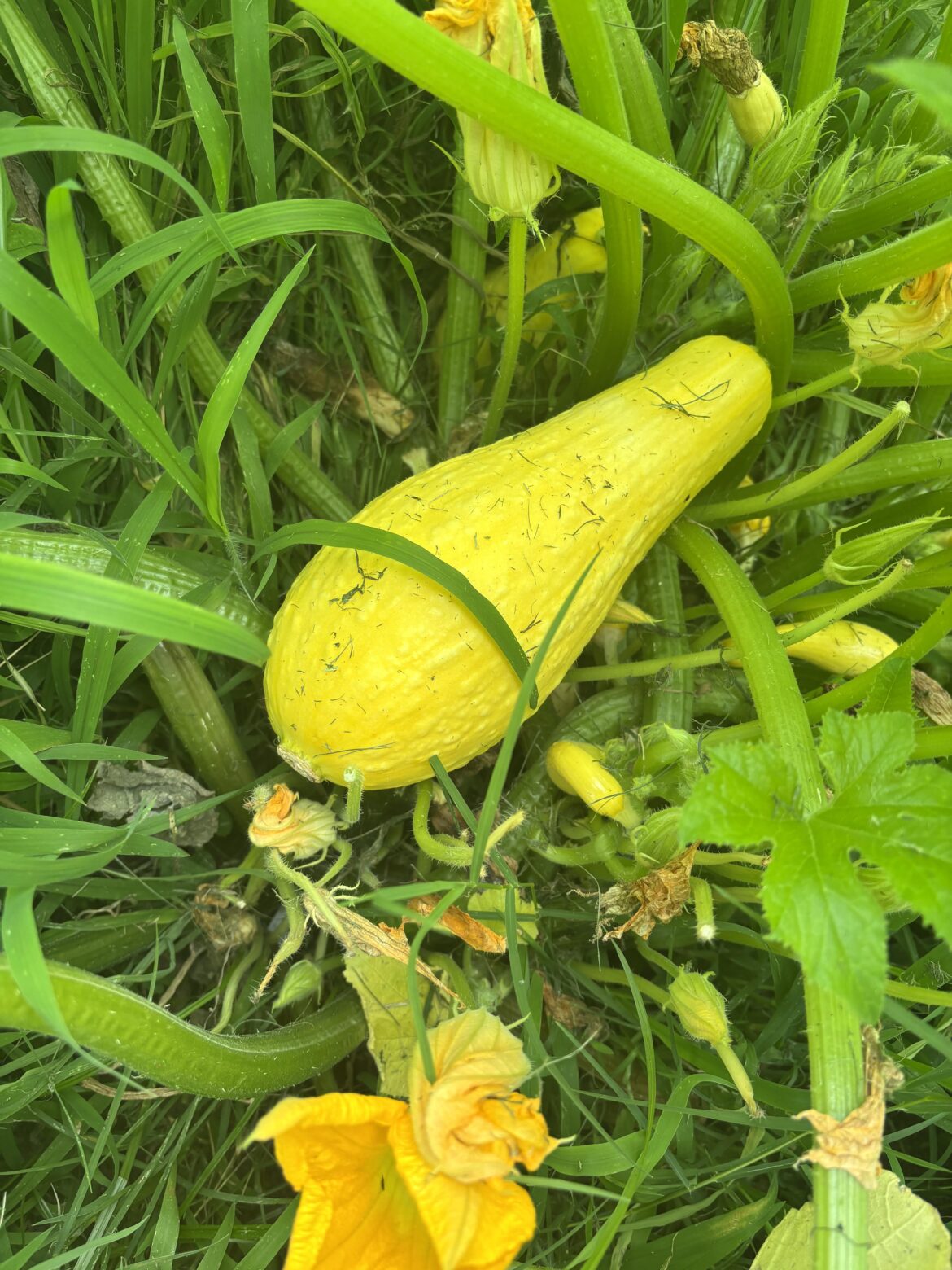 Should I pick this zucchini now or let it vine ripen?