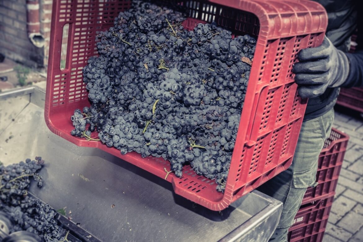 Wine sector invited to partake in 2025 Stakeholder Survey Stakeholder Survey