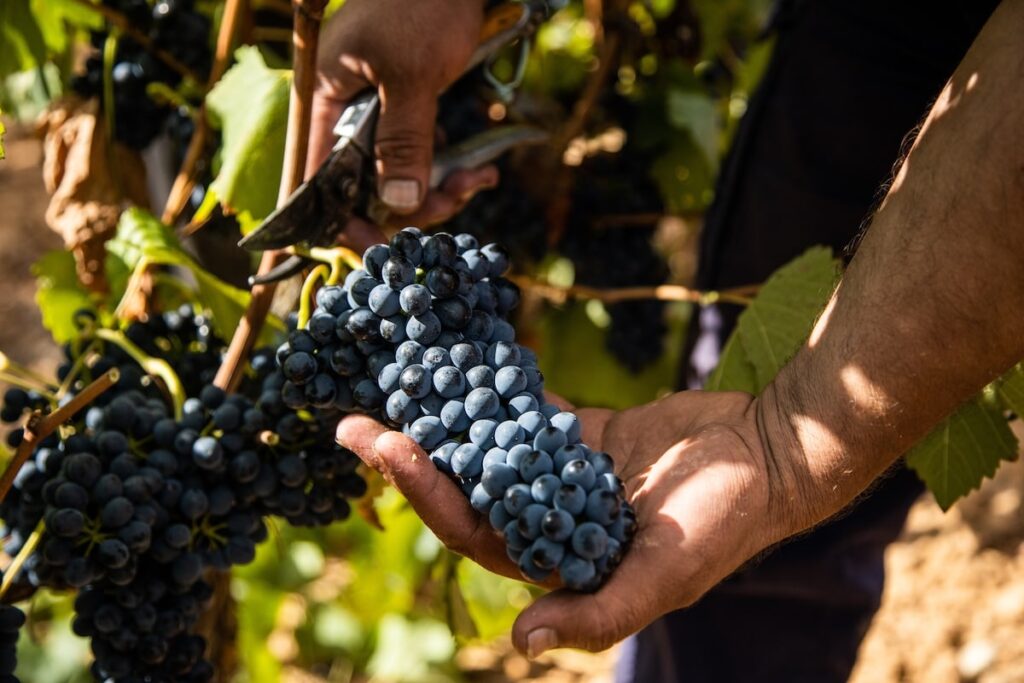 Wine grapes