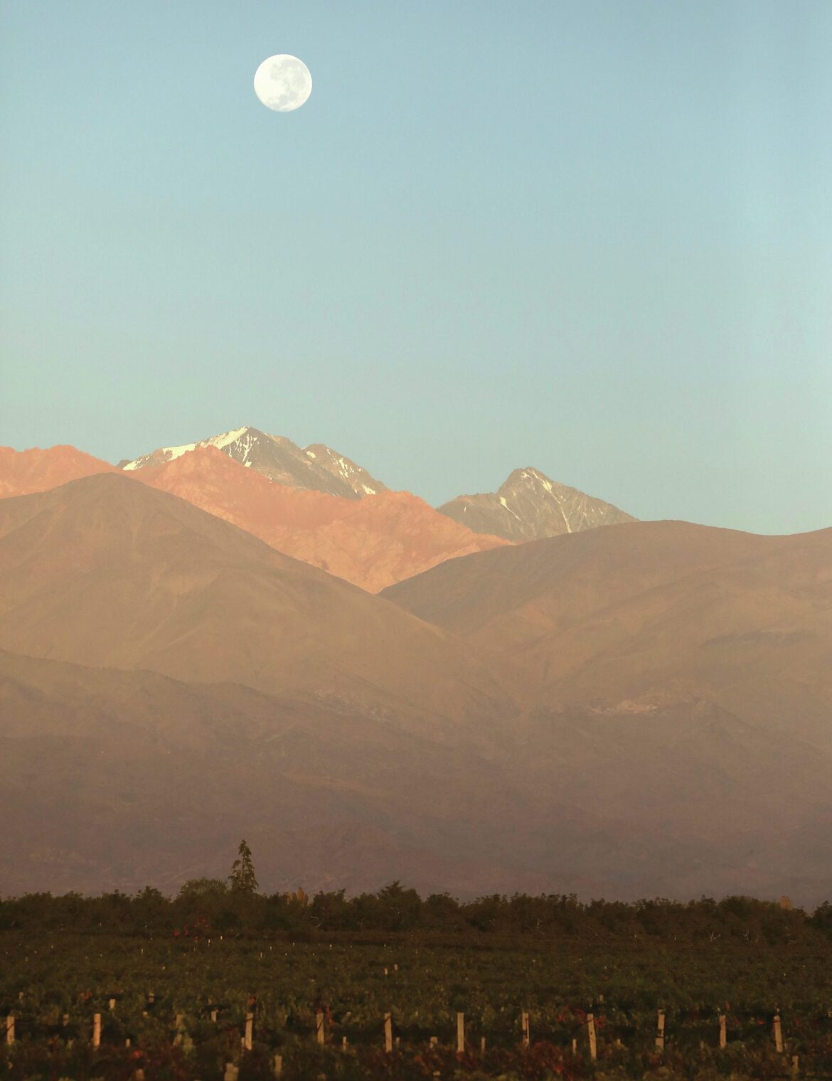 Why this summer is all about Argentina whites