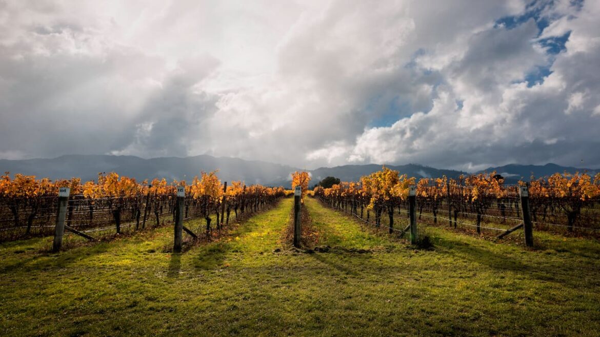 Last orders? The crisis in New Zealand’s wine industry