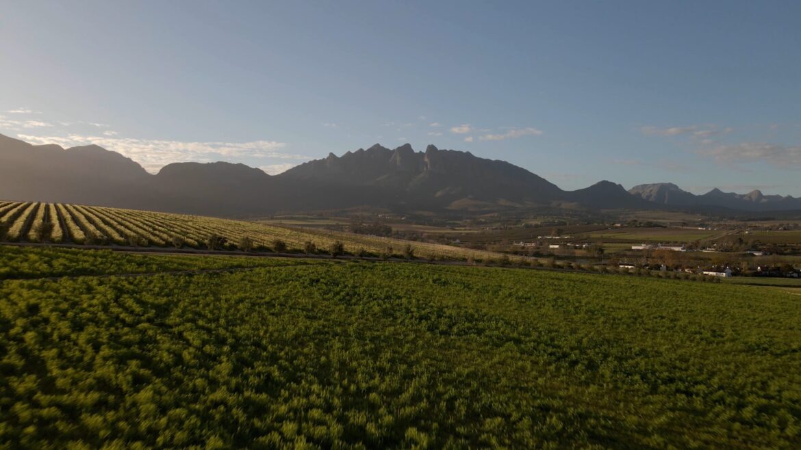 SA wine industry spotlights skills in new mini-documentary