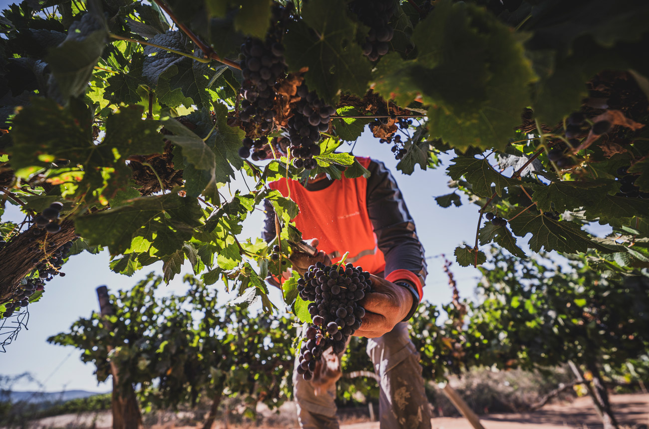 A man picking grapes in a vineyard