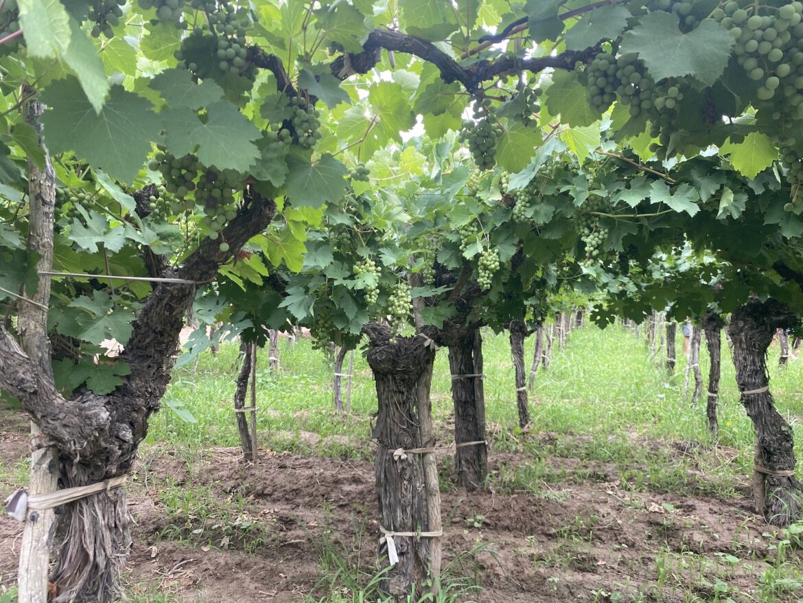 Criolla Chica recognised as a quality red grape in Argentina