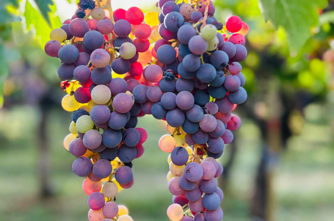 Criolla Chica granted quality status in Argentina Criolla Chica granted quality status in Argentina