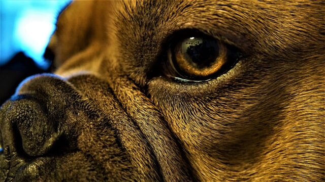 Dog eye and nose