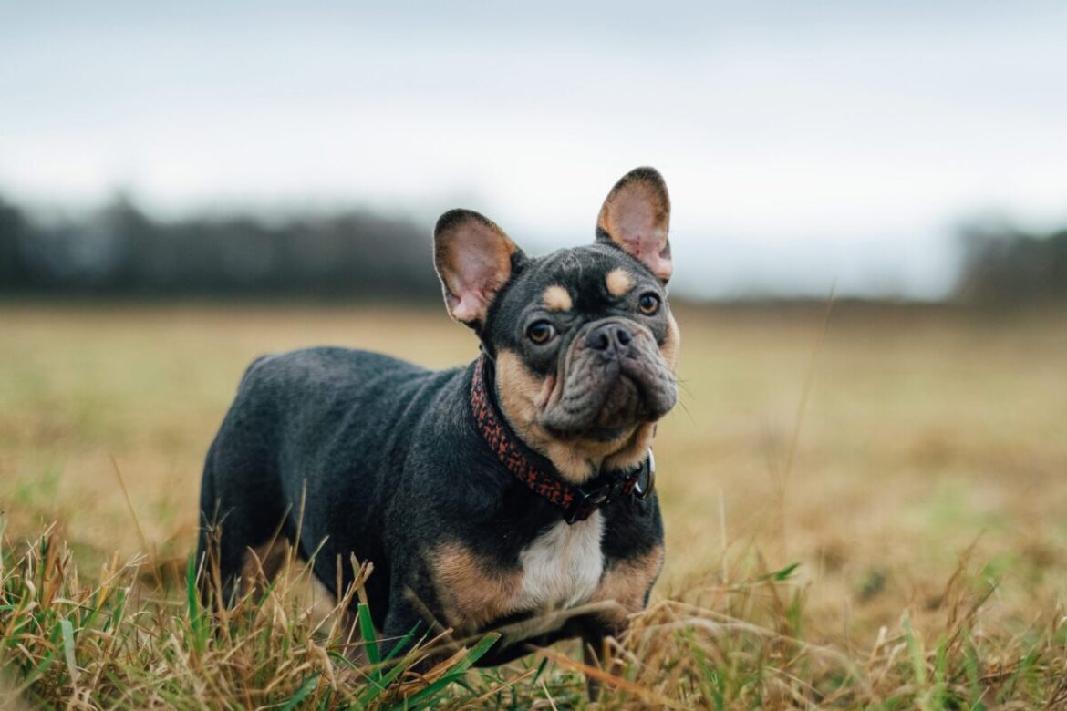 10 Best Snout Soothers For French Bulldogs