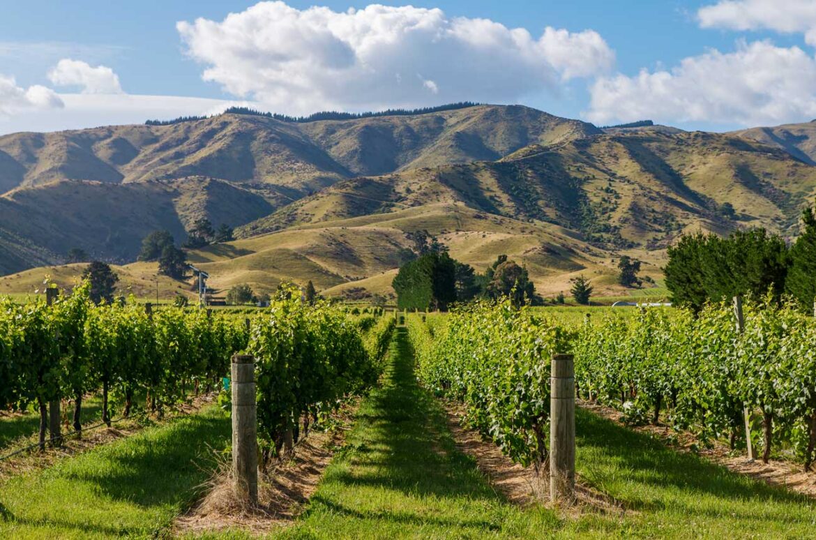 Roger Jones: ‘Recent experiences have reignited my enthusiasm for NZ Sauvignon’ Roger Jones: ‘Recent experiences have reignited my enthusiasm for NZ Sauvignon’