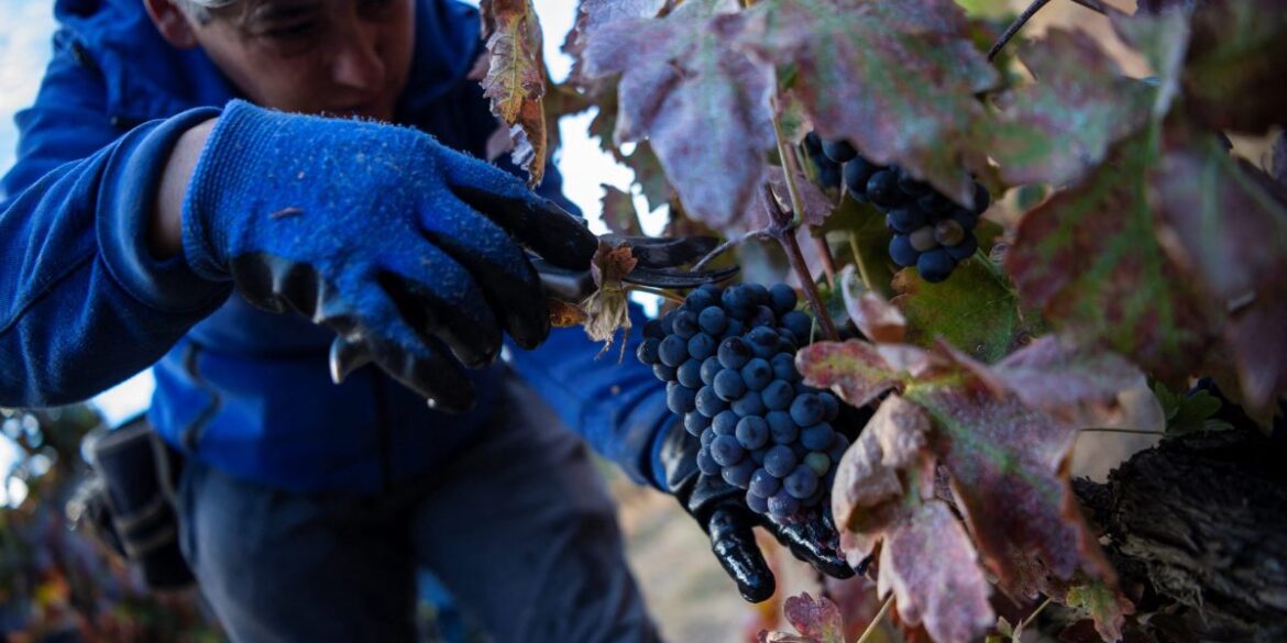 Sluggish sales leave Portugal’s iconic wine producers grappling with sour grapes