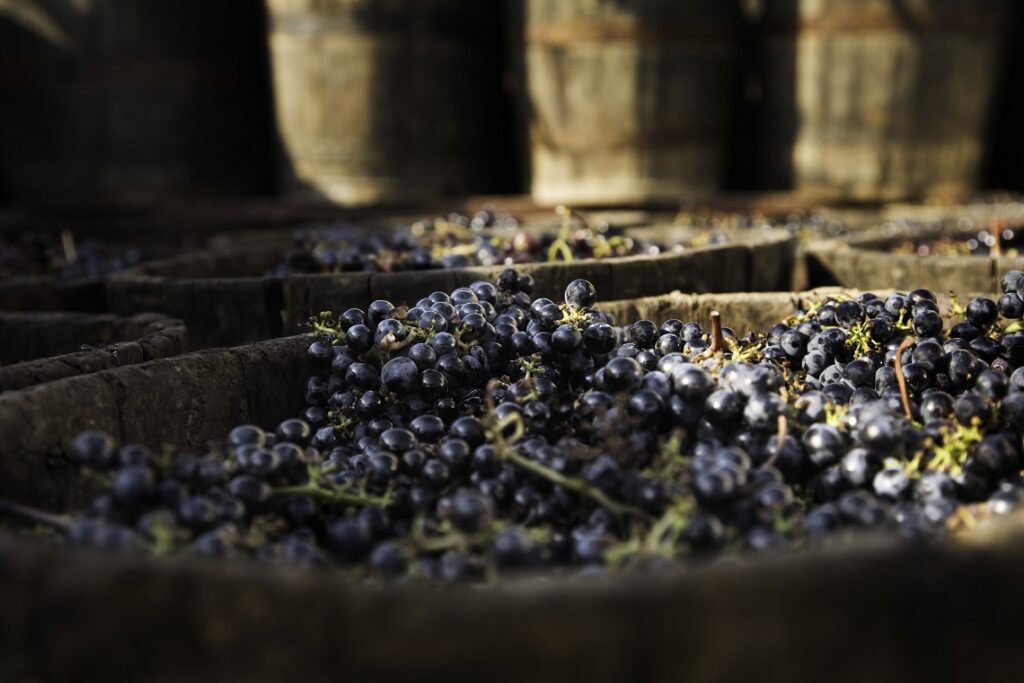 Australian Vintage moves reduce grape supply Wine Australia Stakeholder Survey