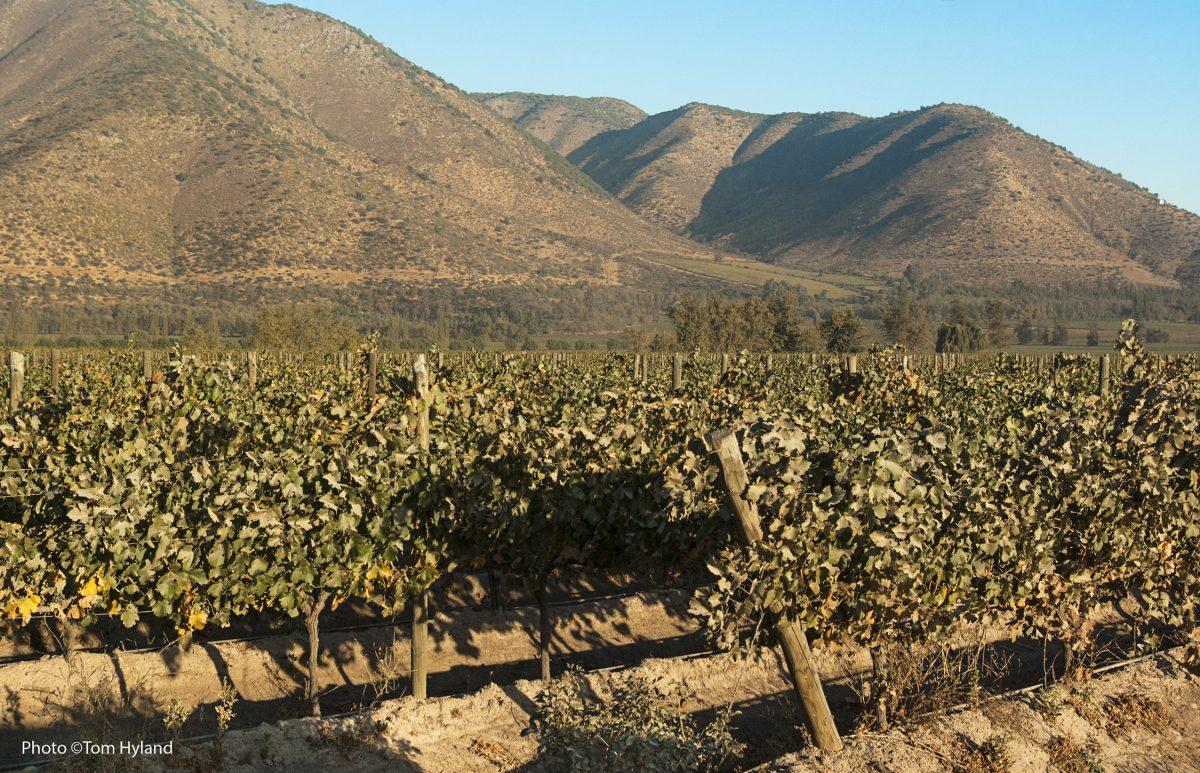 Cabernet Sauvignon vineyards of Carmen Winery in the Maipo Valley, Chile