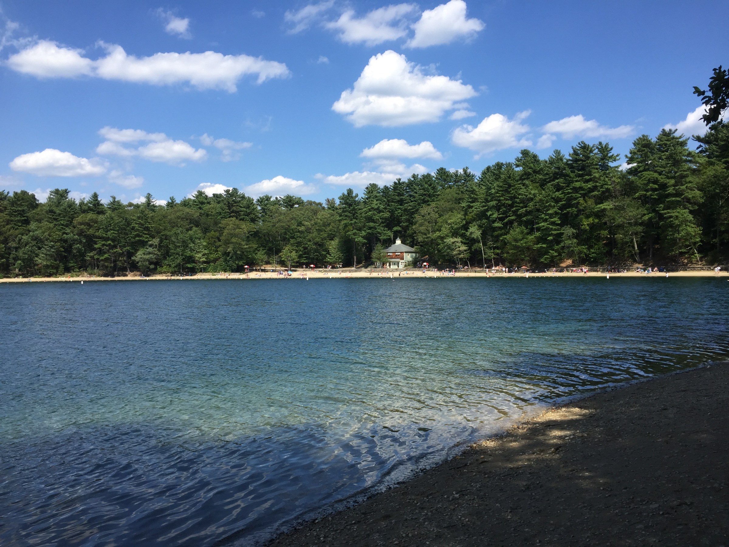A view of Walden Pond in Concord, with a tree-lined beach in the background