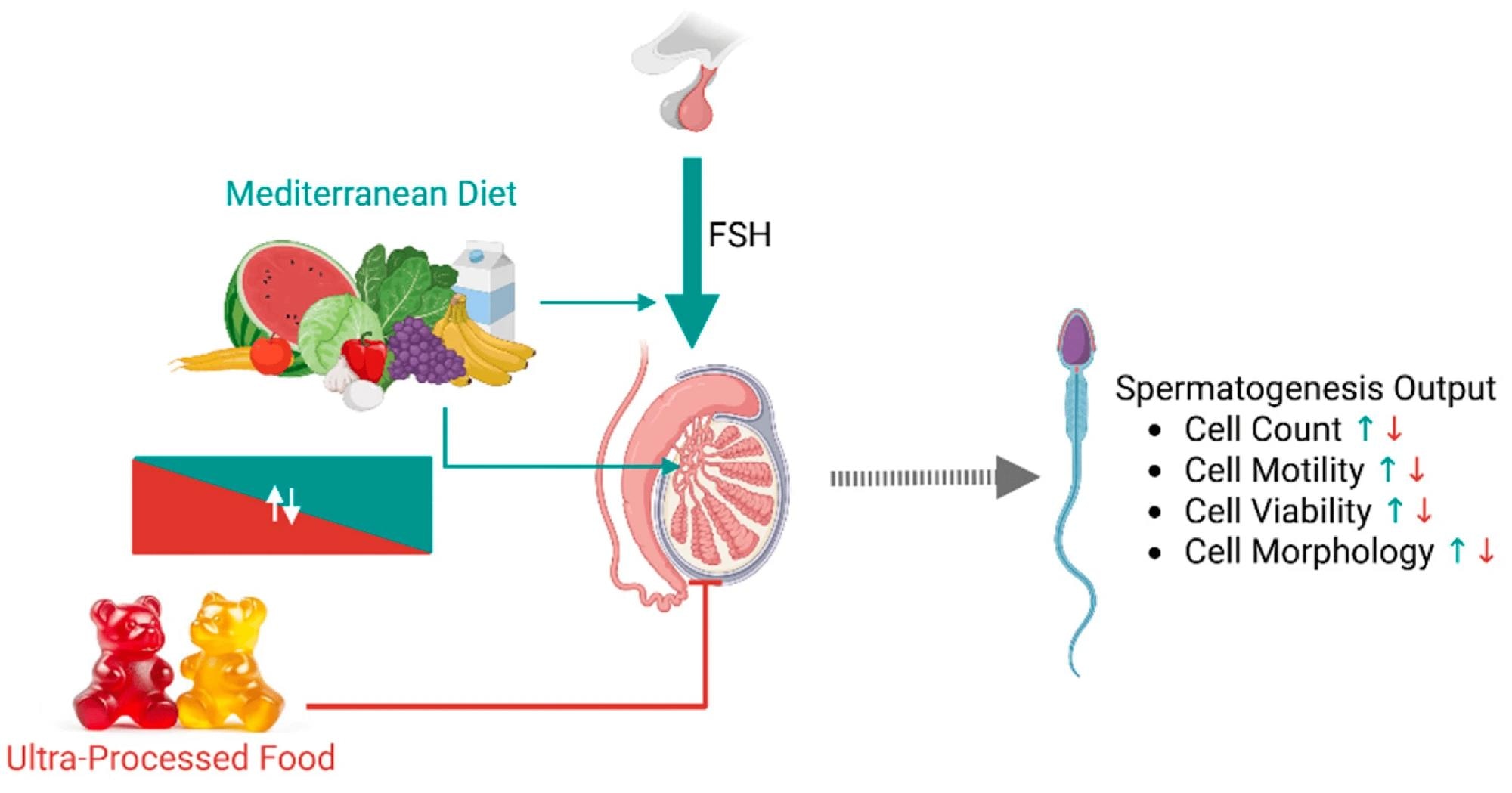 Representative scheme summarizing the possible mechanistic influences of dietary patterns on spermatogenesis. Adherence to the Mediterranean diet (MD) likely has a direct positive effect on the different cell populations of the seminiferous tubules due to its composition rich in polyunsaturated fatty acids and oligo-elements. In parallel, MD may positively influence the hypothalamic-pituitary-gonadal axis by enhancing testis sensitivity to follicle-stimulating hormone (FSH) or by reducing negative feedback at the central level. Ultra-processed food intake negatively influences testis function, both because it is inversely related to MD adherence and due to the reduced content of protective factors. Green and red arrows indicate, respectively, positive and negative effects.