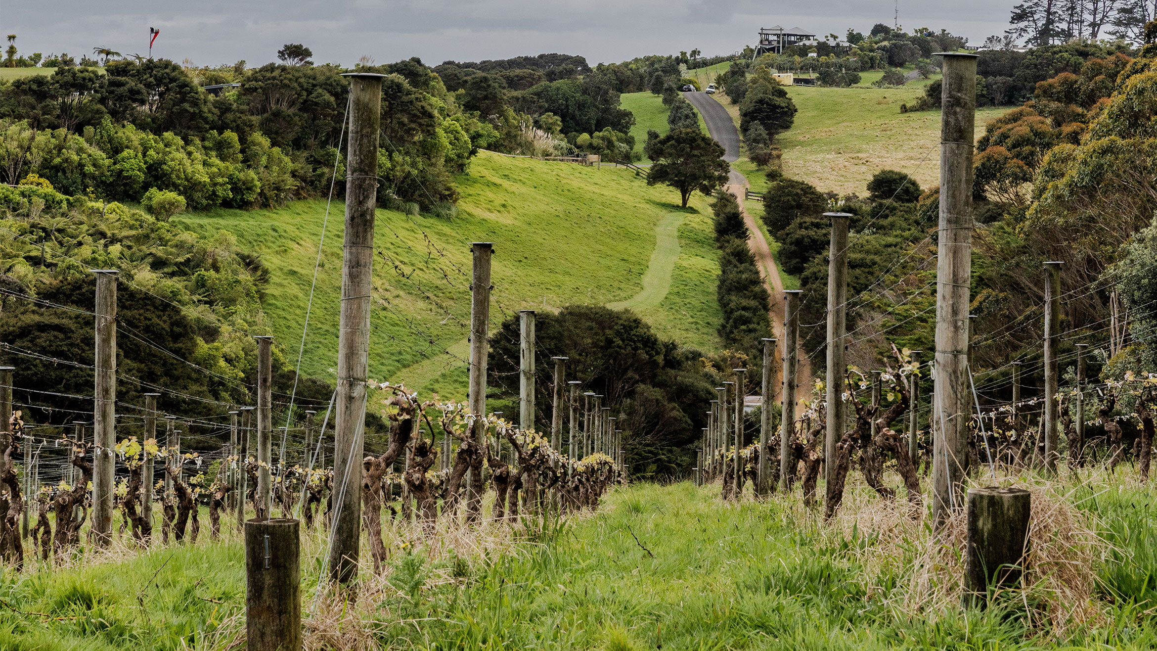 Maori Natural Wine New Zealand