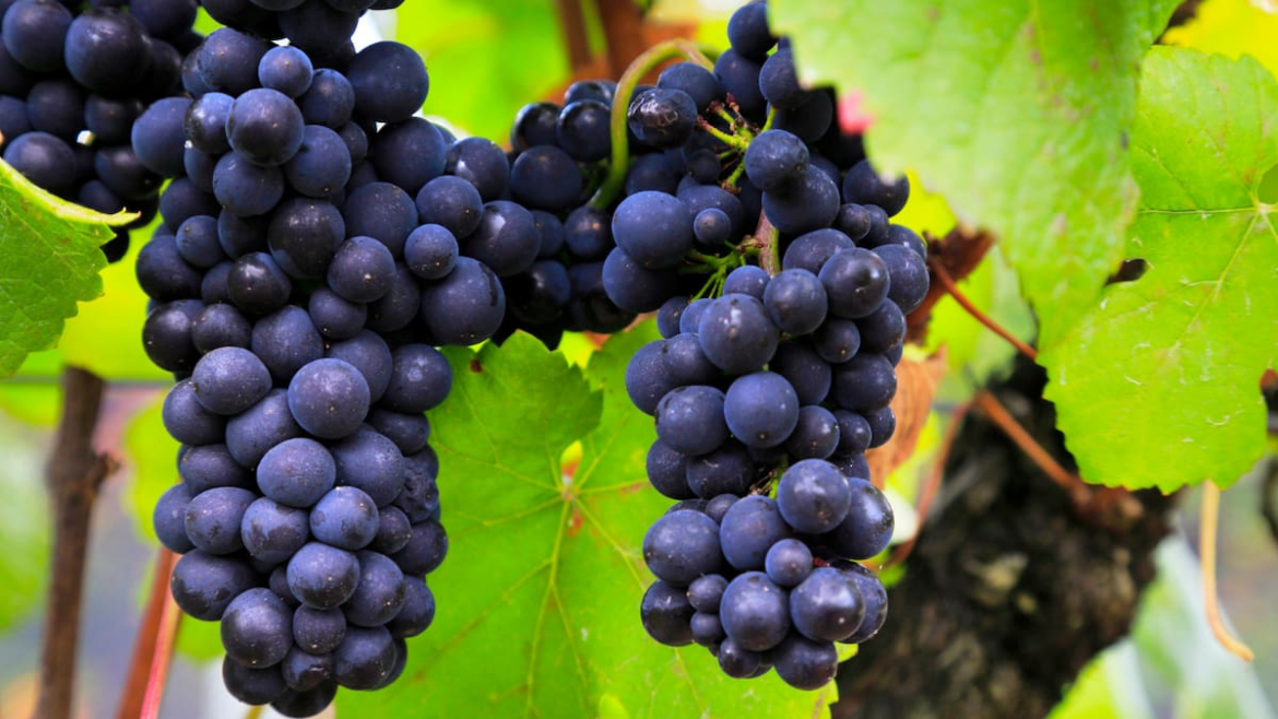 Weekend wine guide: Will 2025 be a good year for our wines?