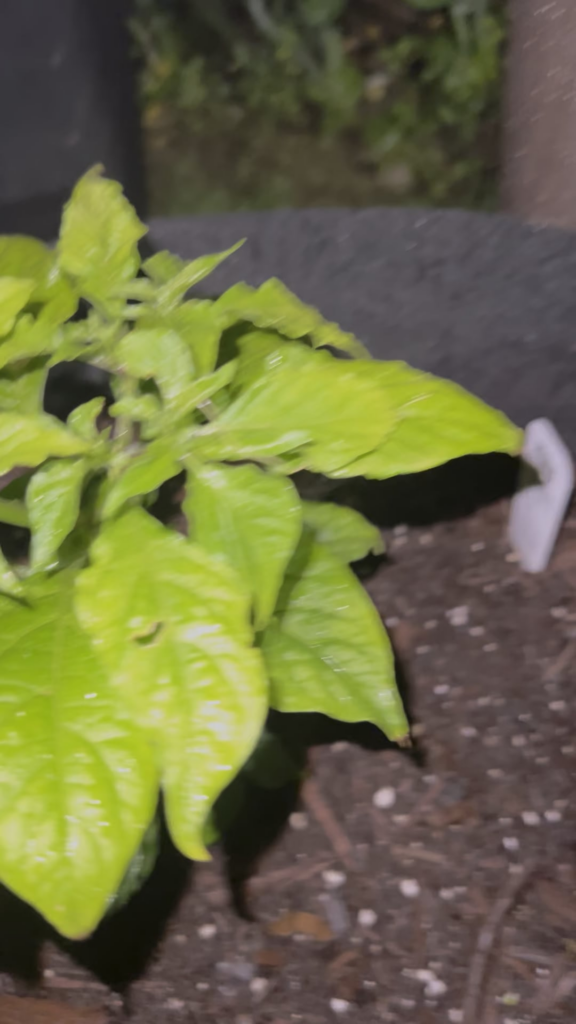 What the fuuuuuck is this????