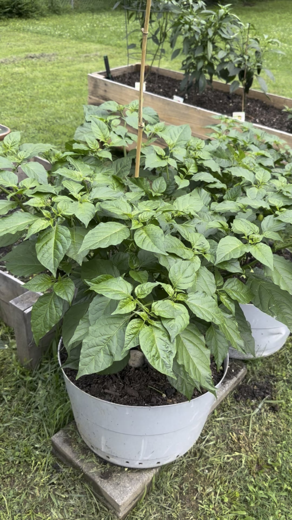 First year gardening.. here are my peppers