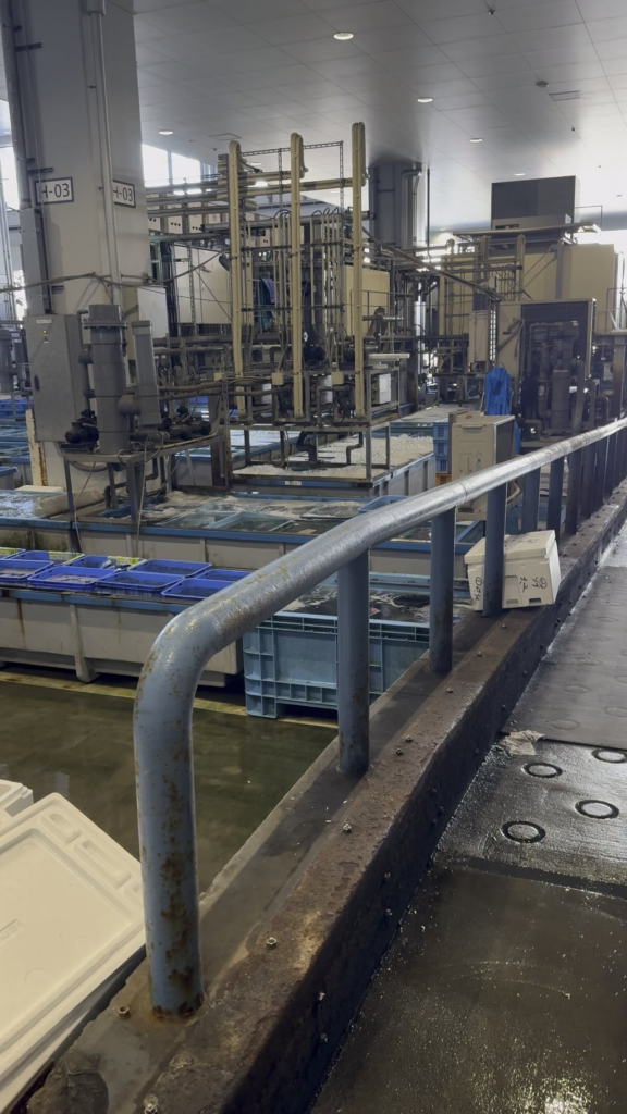 Behind the scenes at Toyosu