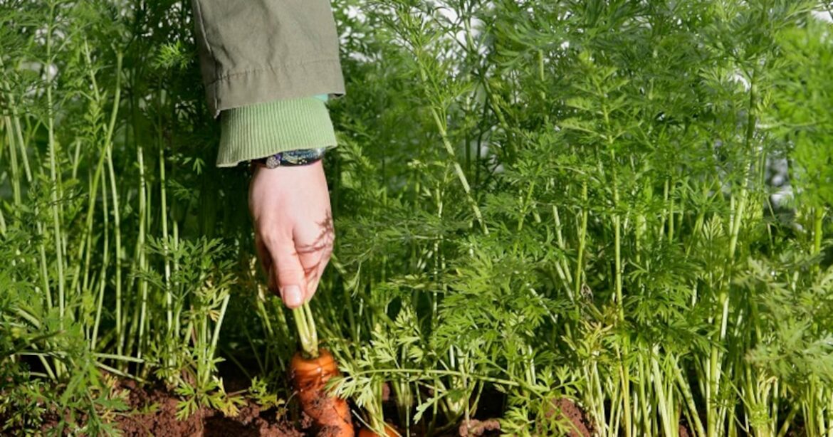 Cadmium contaminates everyday foods in France