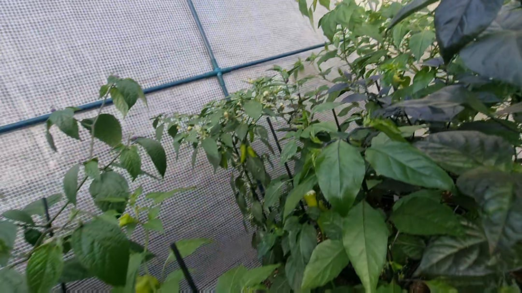 Rate my setup! first time growing from seeds zone 8a Germany