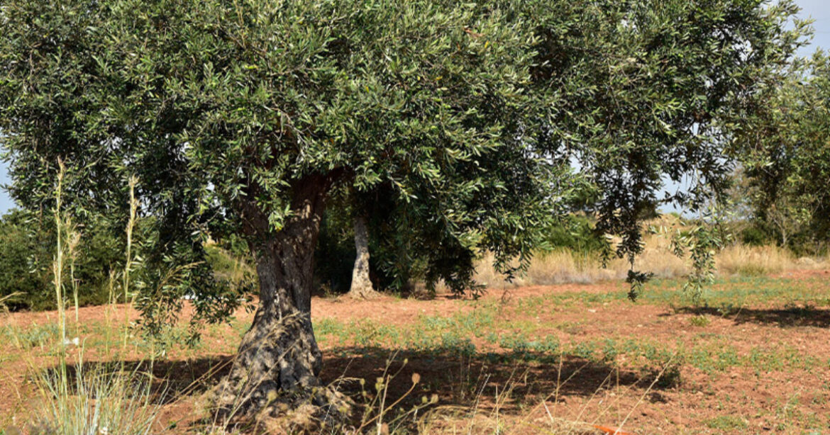 Climate and pest pressures hold back Greece’s olive oil recovery Italy’s severe drought damages olive trees ahead of harvest