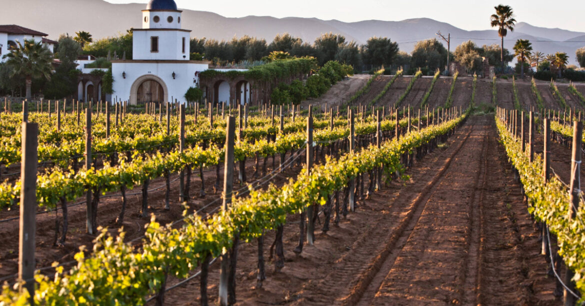 Querétaro’s Wine Harvest Season Kicks Off, Highlighted by 5th Annual Festival Querétaro’s Wine Harvest Season Kicks Off, Highlighted by 5th Annual Festival