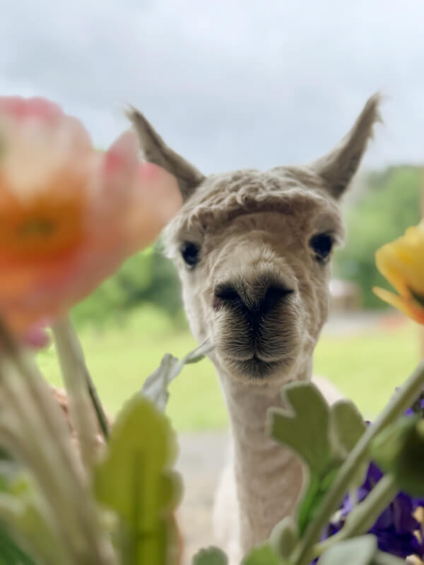 48 Hours in Asheville: A Culinary Tour Through an NC Gem - 6 A close-up of an alpaca looking through colorful flowers with a blurred green background.