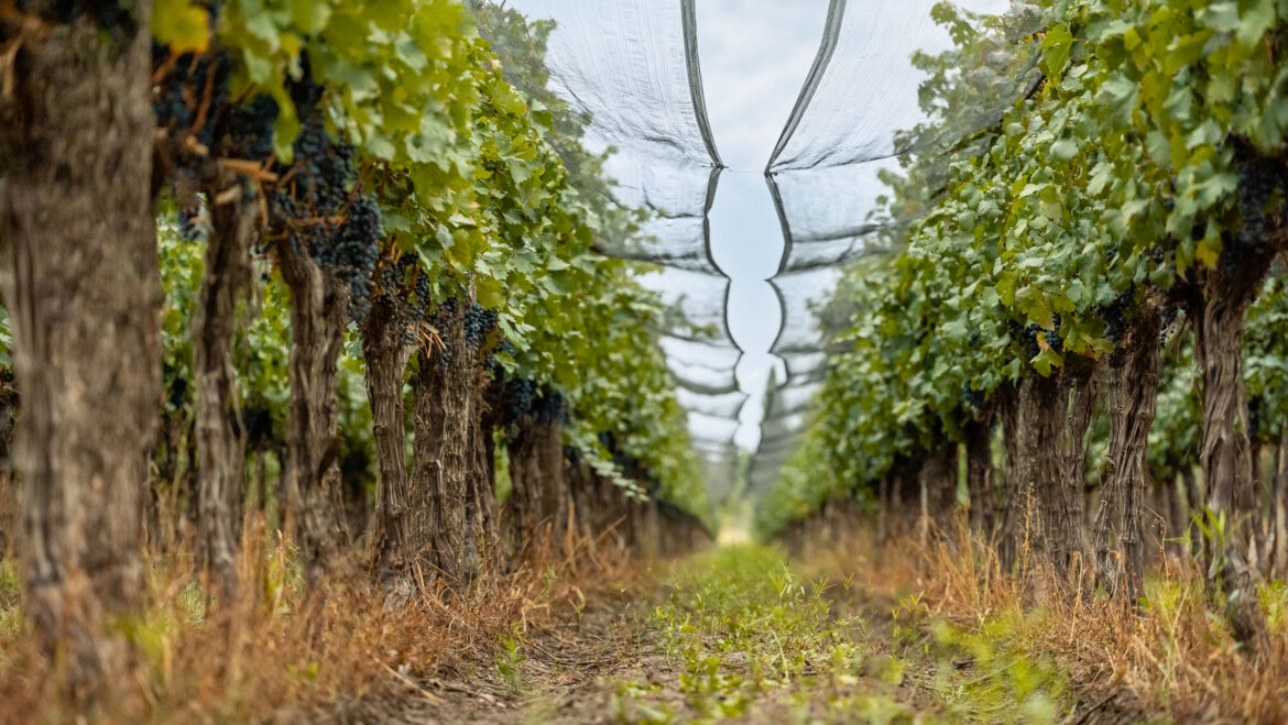 Argentina Is Still Rewriting the Story of Malbec Argentina Is Still Rewriting the Story of Malbec