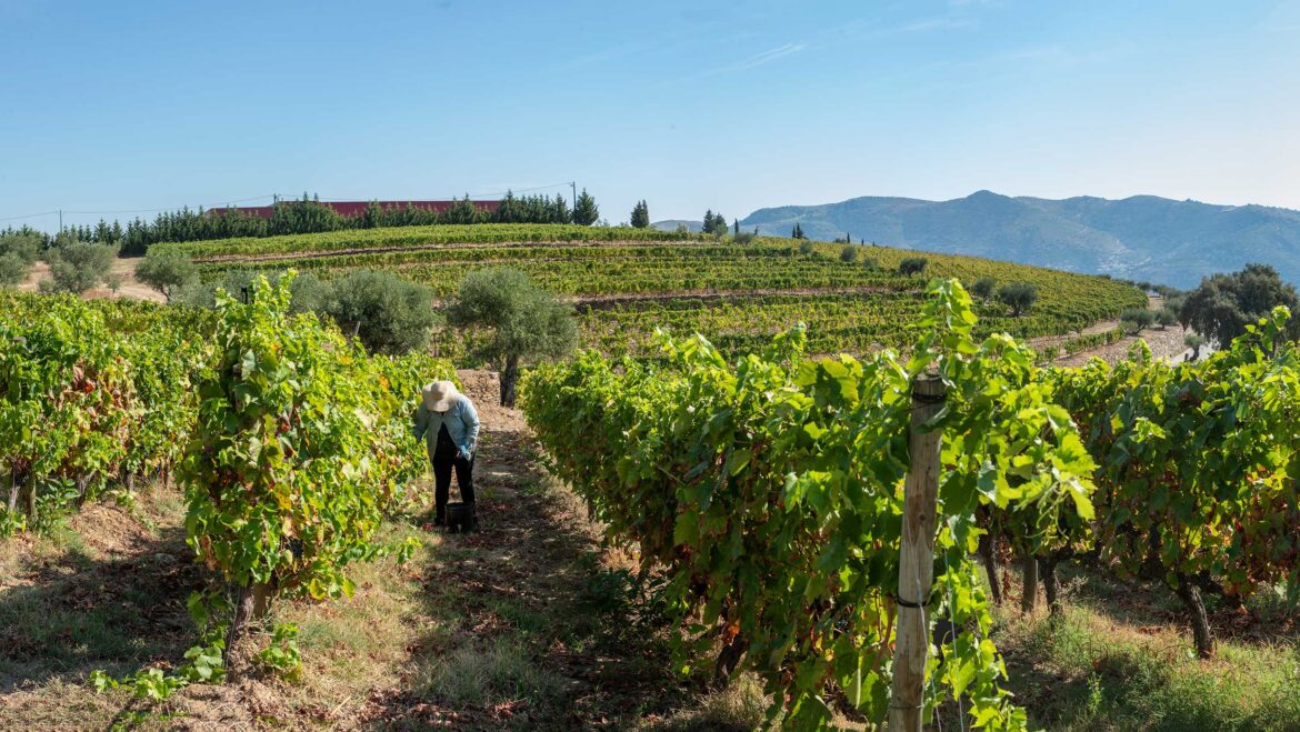 When ICE Raids Come to Wine Country