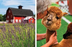 Photo showing Hidden Spring Lavender Farm in TK and one of the farm's alpacas