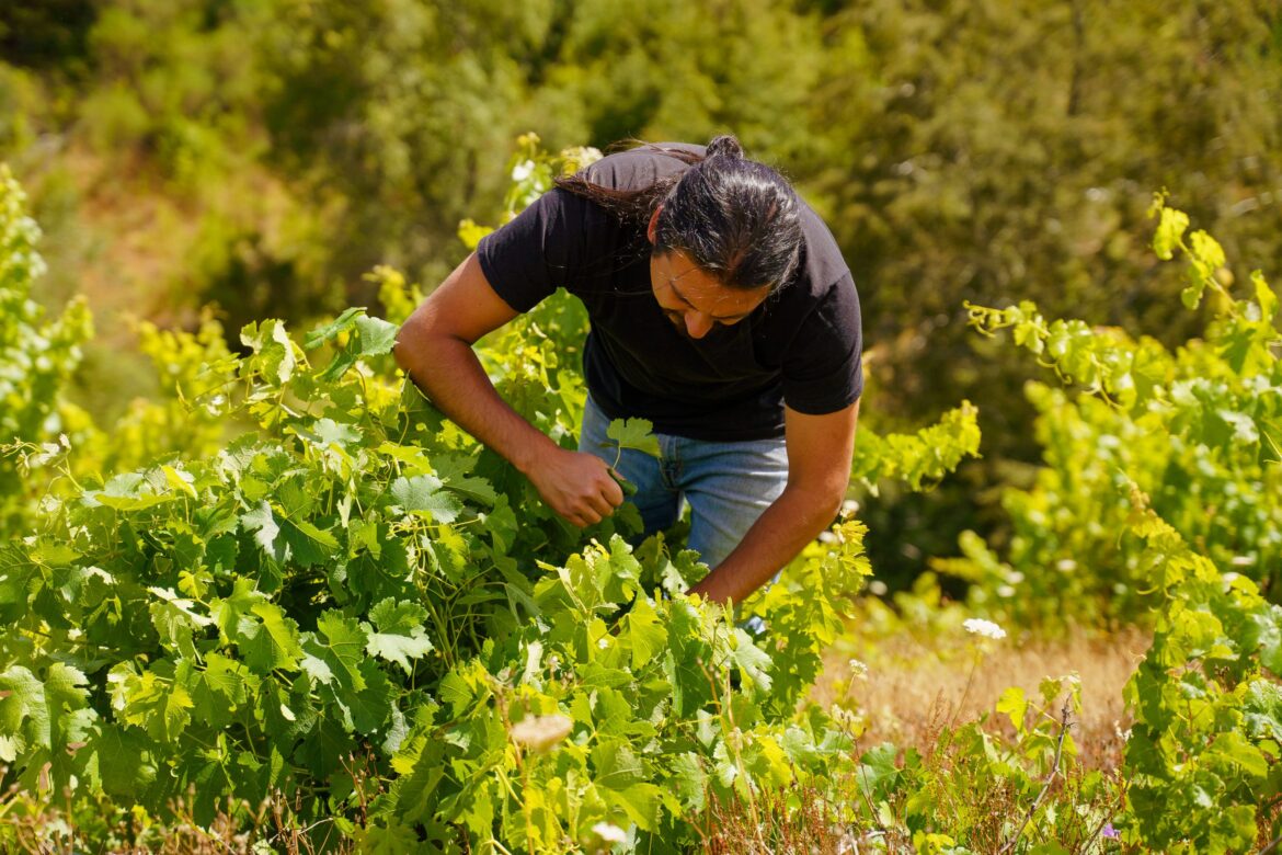 Chilean producers unite in splinter organisations for the south Chilean producers unite in splinter organisations for the south