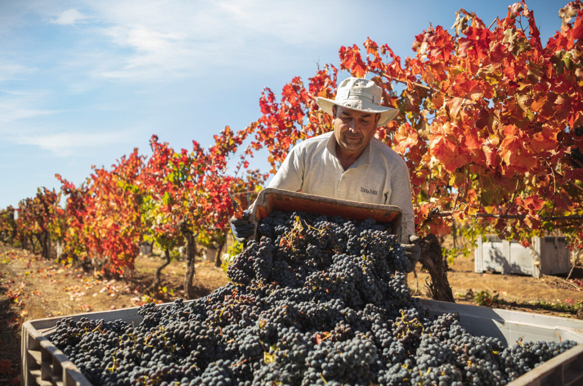 Chile harvest report 2023: ‘A year that kept you on your toes’