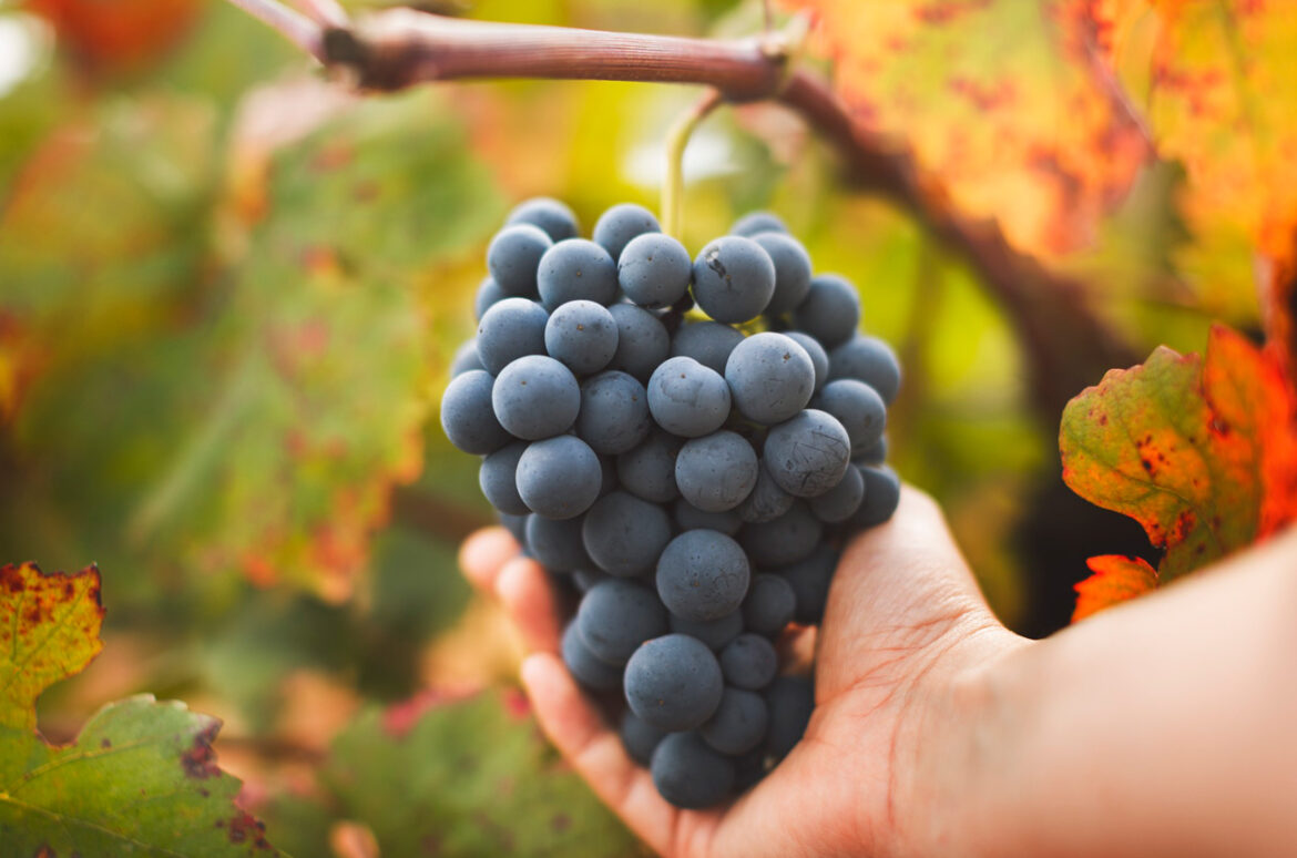 Utiel-Requena: Unique wines from unique varieties