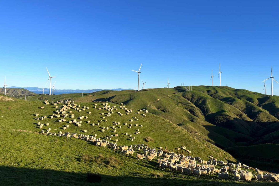 Where to Eat in Wellington, New Zealand