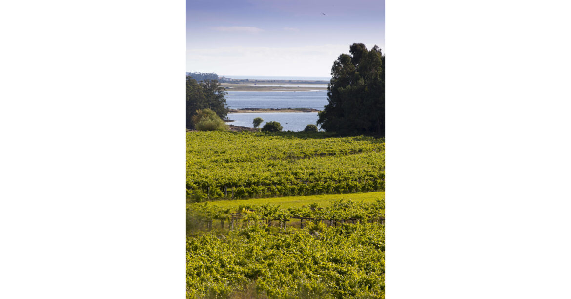 D.O. Rías Baixas Reports Record U.S. Sales with 17% Growth by Value and 11% by Volume as Albariño Wines Reaches New Heights