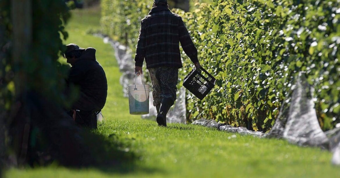 U.S. wine export market struggling after Canada ‘pulled the plug,’ expert says