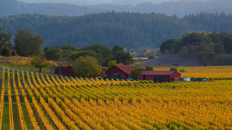 Napa Valley vineyard