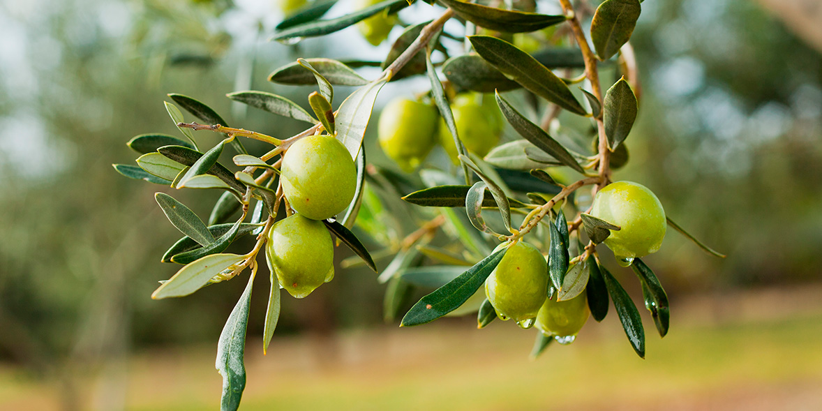 Olives on olive tree