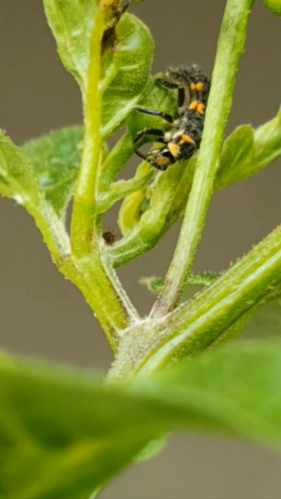 My aphids population halved in one night - I might have found the culprit, here enjoying a little aphid snack