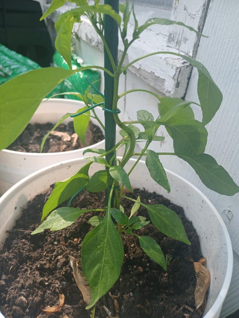 I gave my Peppers scoliosis...