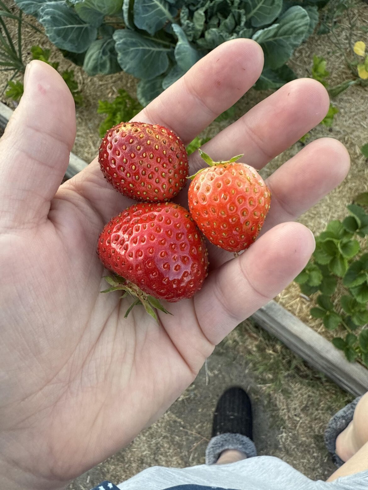First harvest in the new garden
