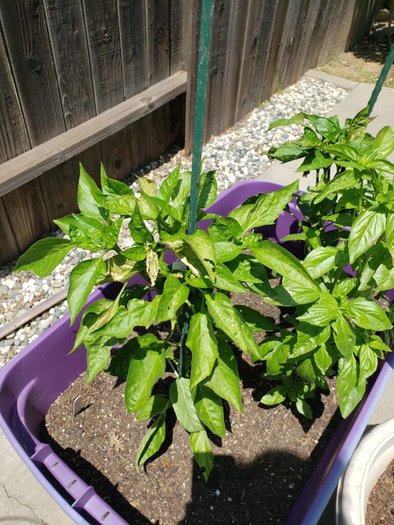 Whats Happening to the Leaves on my Plant?