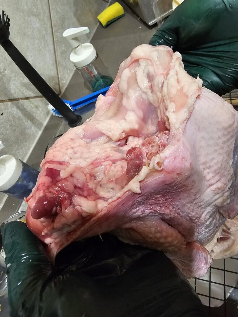 Is this duck okay to eat?