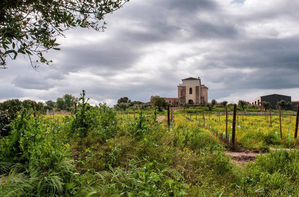 portuguese wines