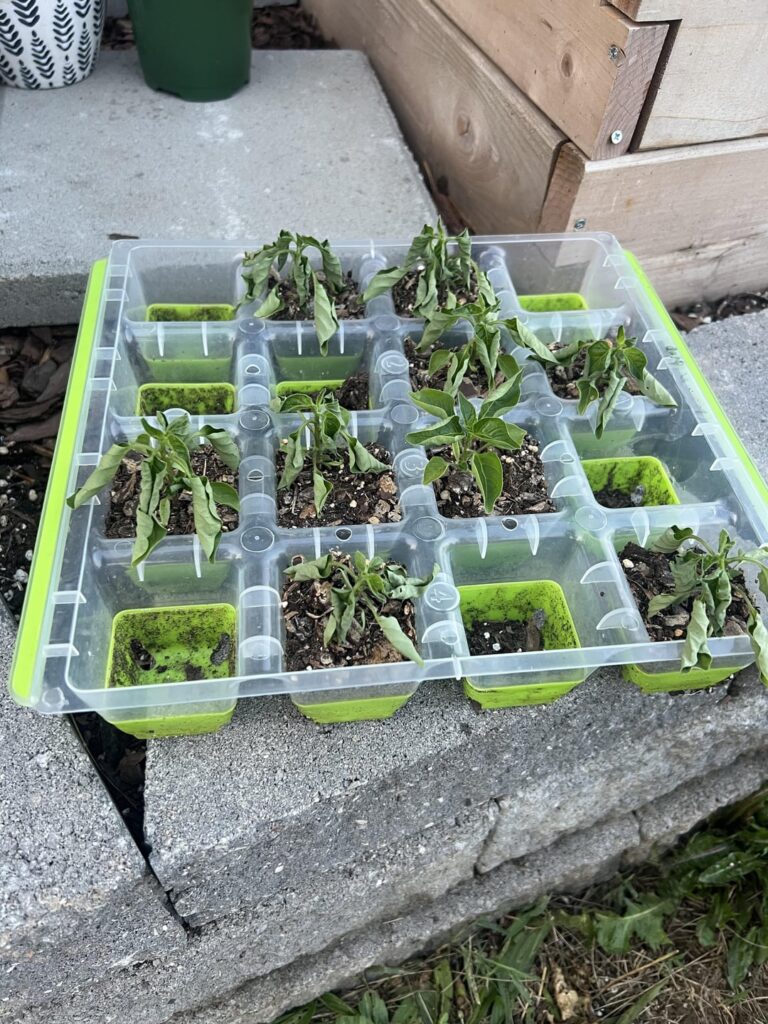 The Bounce Back! The Bounce Back!