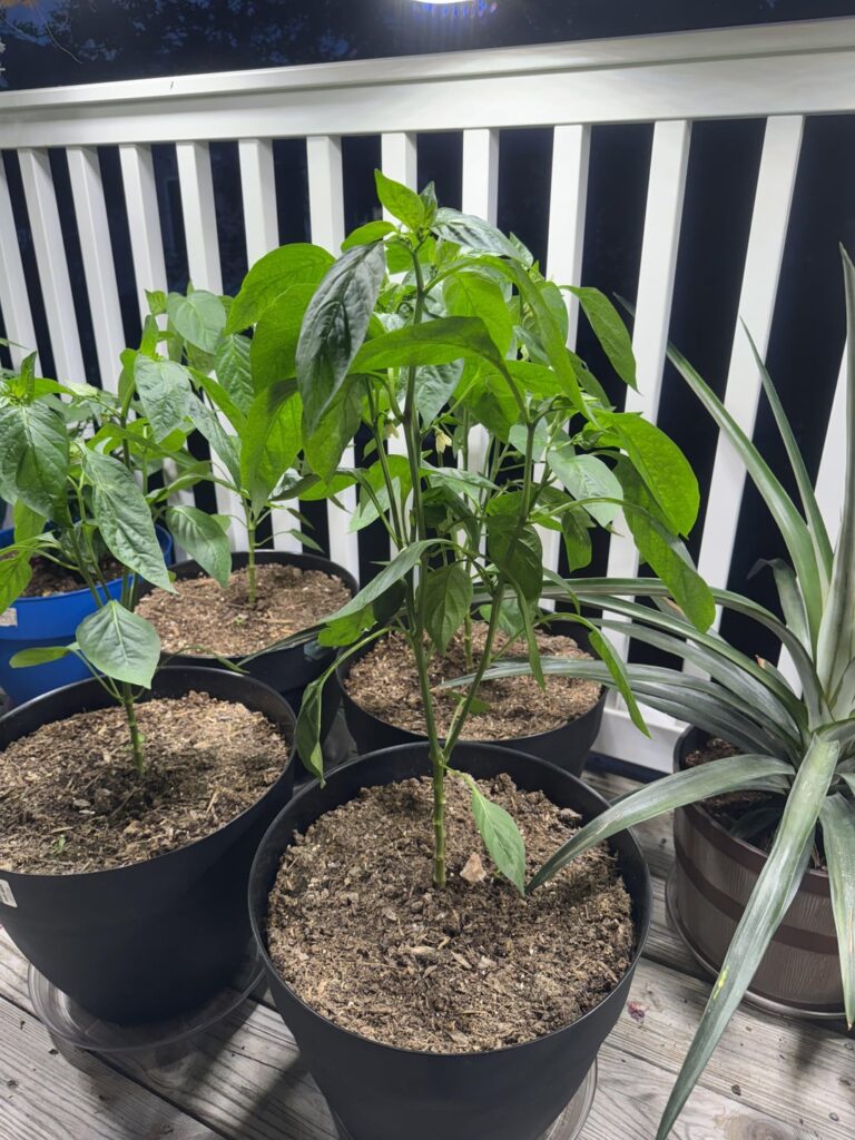 Need Help Identifying this Pepper