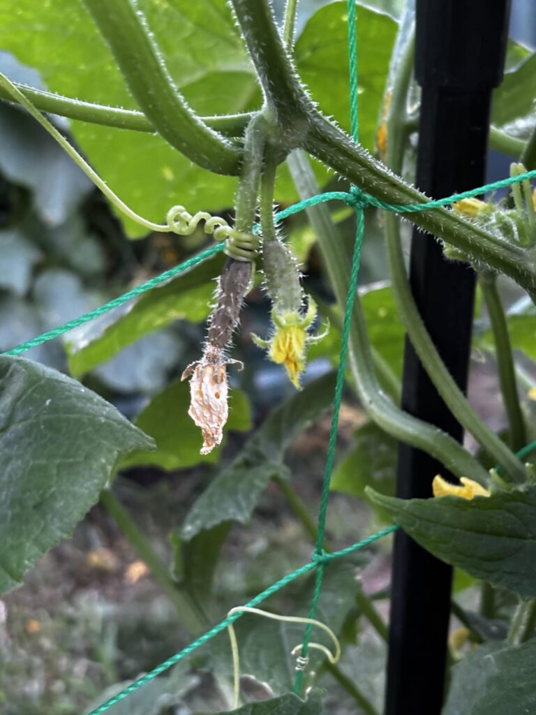 If Self-Sabotage was a plant.