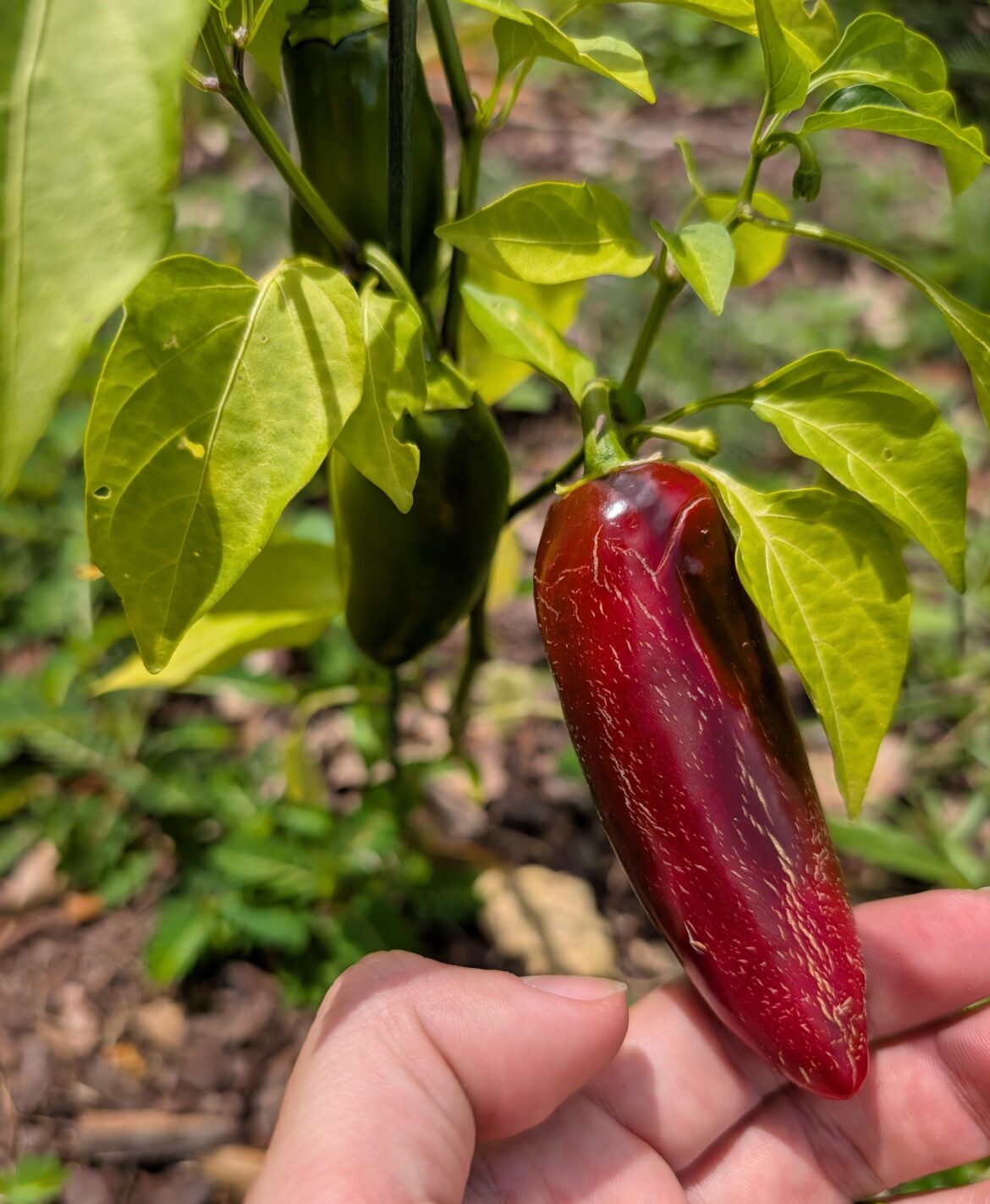 Is this ready to pick?